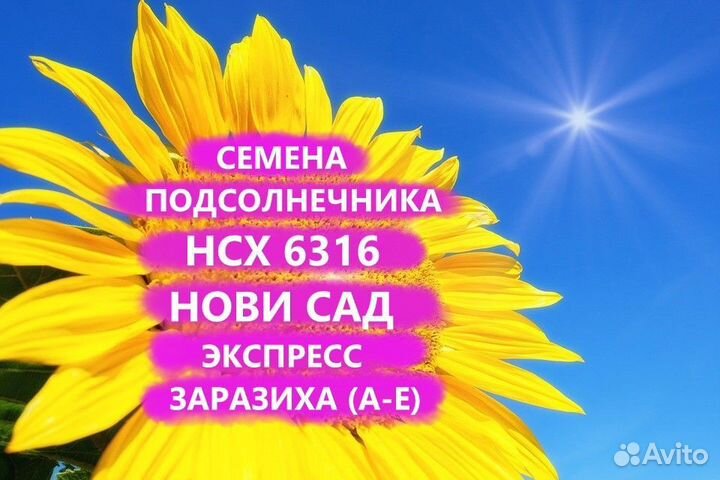 Семена подсолнечника нсх 6316 Экспресс Гибриды