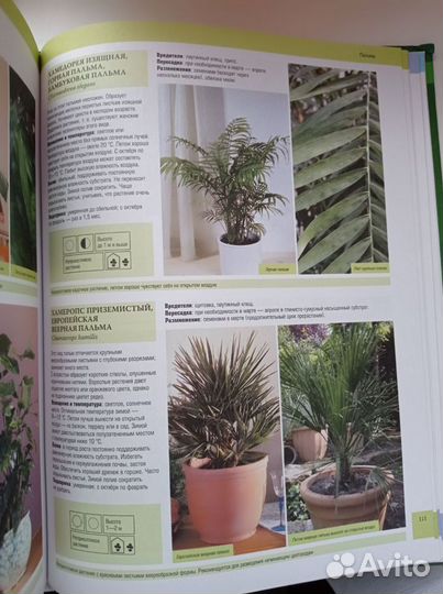 Иллюстрированная энциклопедия Комнатные растения