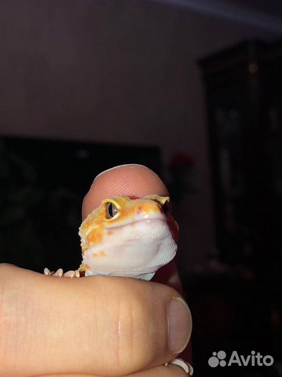 Эублефары (гекконы)