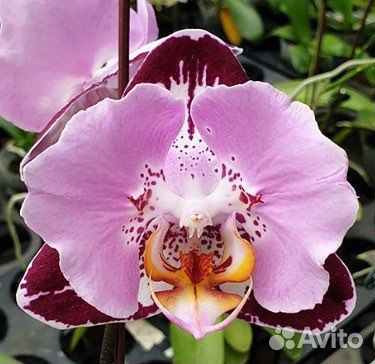 Орхидея Блэк пиано бабочка