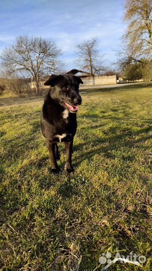 Собака в добрые руки