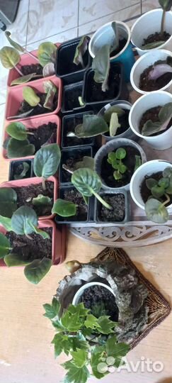 Фиалки детки