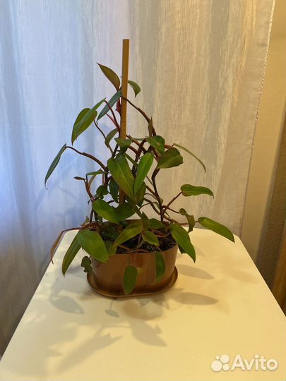 Филодендрон