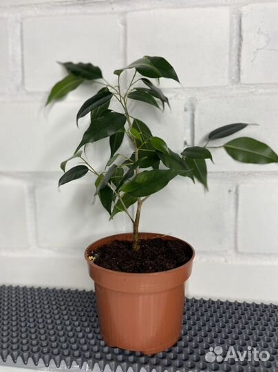 Фикус бенджамина