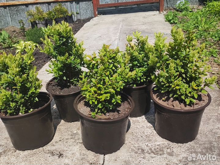 Саженцы самшита