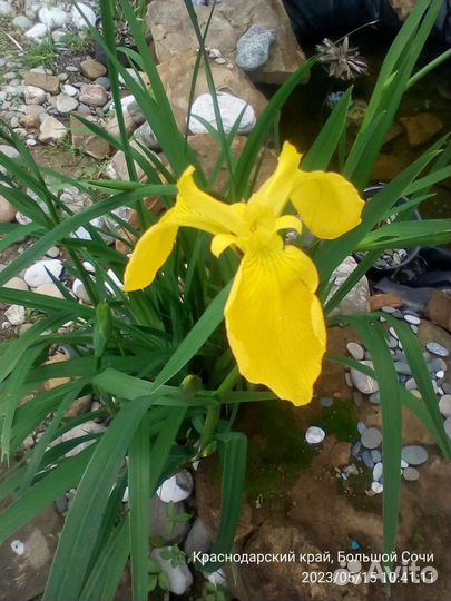 Ирис болотный