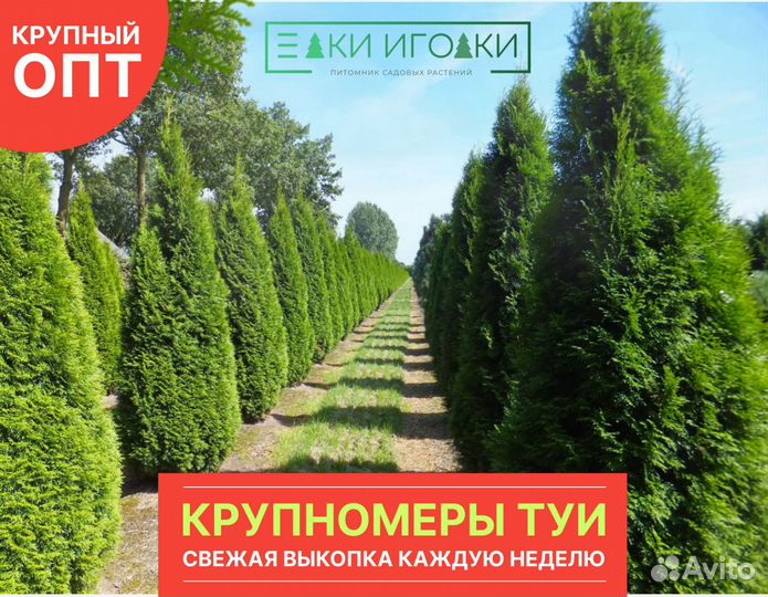 Туи Крупномеры Смарагд 3,3-3,5 м