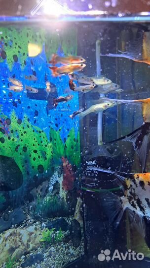 Аквариум 40литров с рыбками