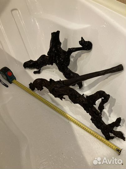 Корень Мангрового дерева