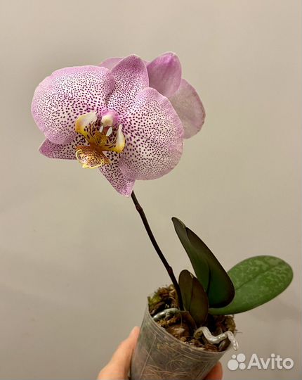 Орхидея фаленопсис Formation