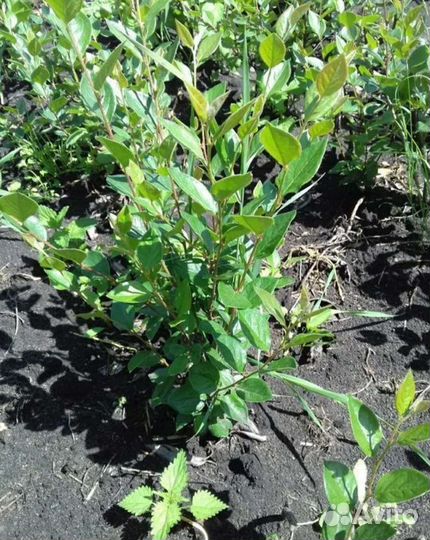 Кизильник блестящий