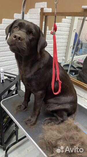 Груминг собак и кошек