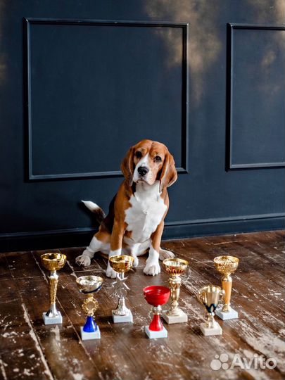 Бигль вязка