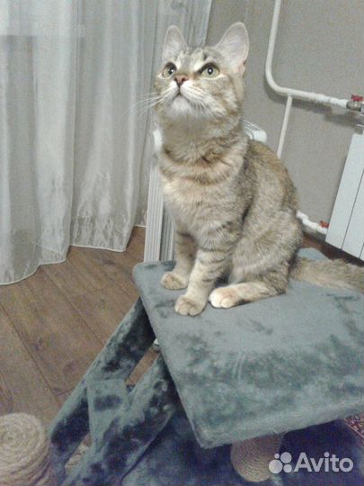 Котенок (4,5 месяца, девочка)