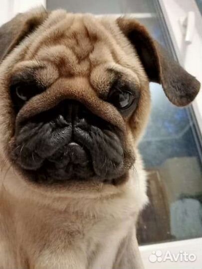 Мопс вязка мальчик