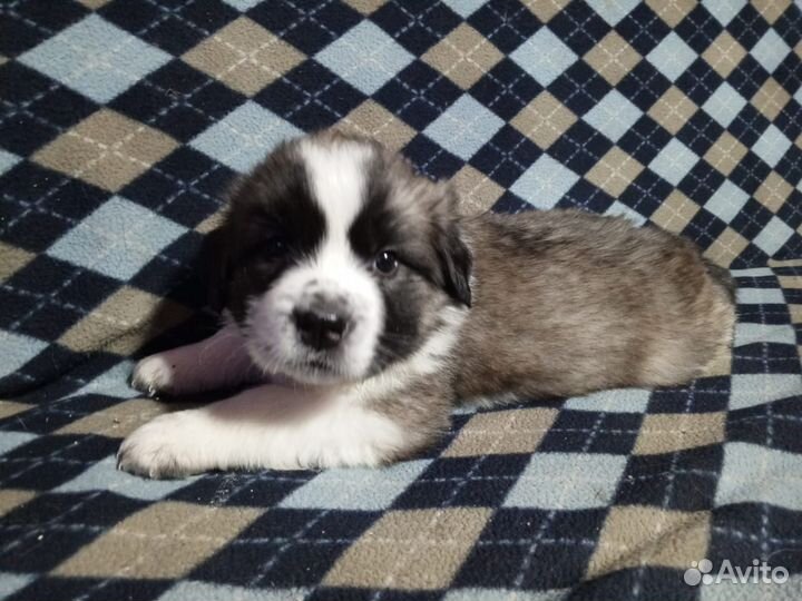 Щенок московской сторожевой