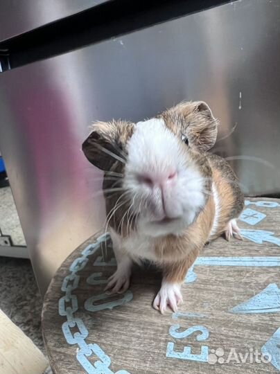 Морская свинка мальчик