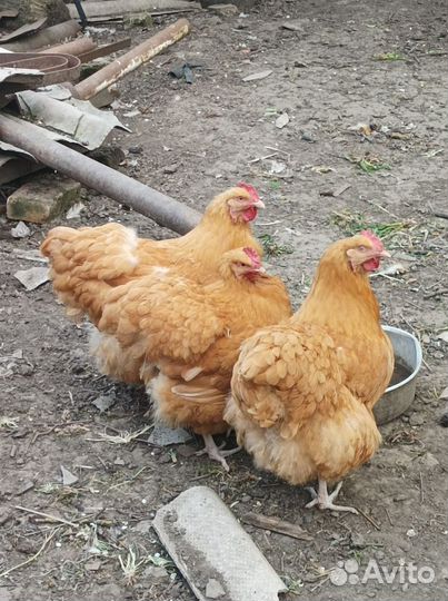 Инкубационное яйцо палевый орпингтон