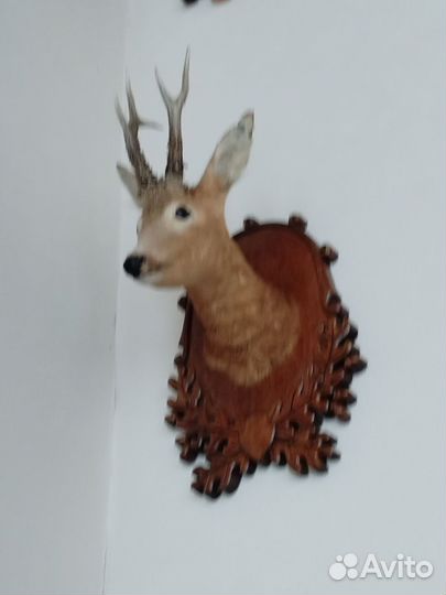 Чучело головы косули