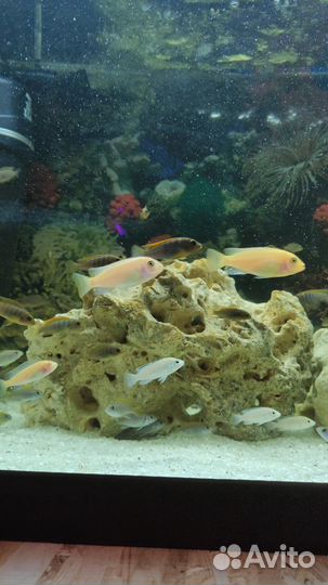 Малавийские цихлиды