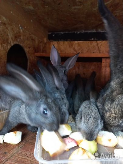 Продам кроликов