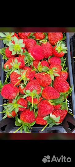 Клубника свежая