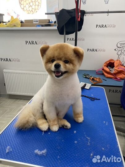 Требуются модели на стрижку собак, груминг