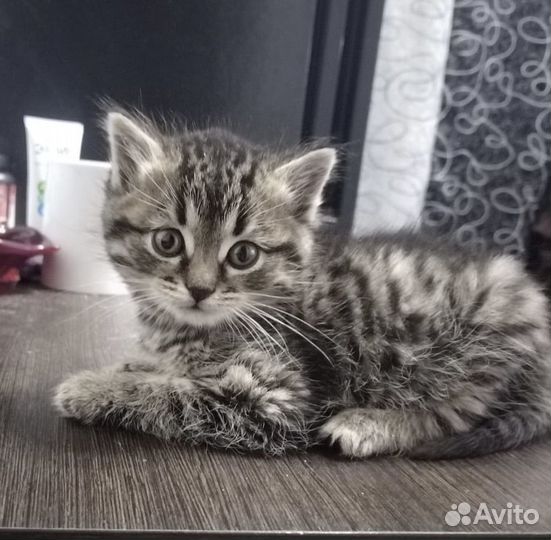 Котёнок