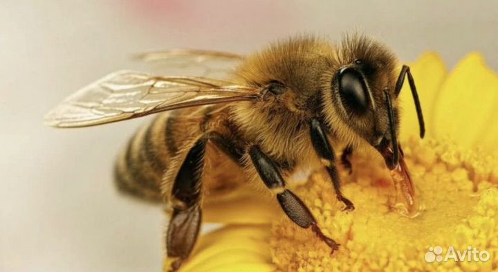 Пчелы