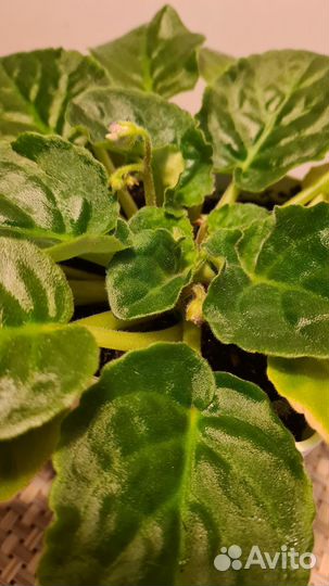 Фиалка в горшке цветущая