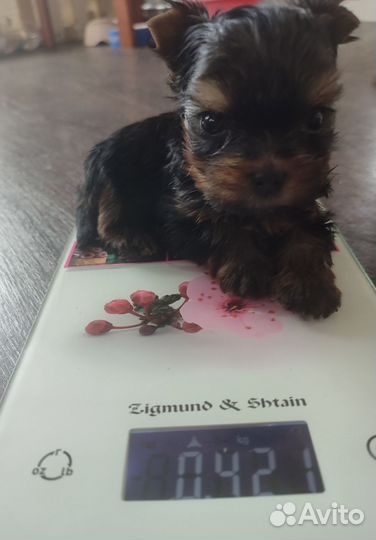 Micro мальчик