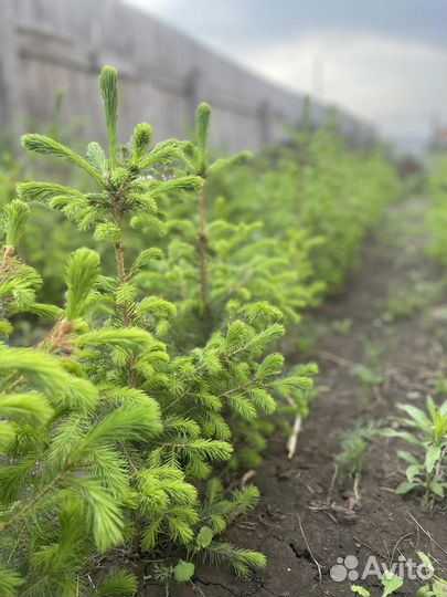 Ель саженцы