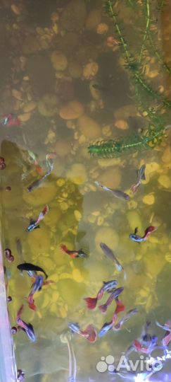 Гуппи слоновьи уши