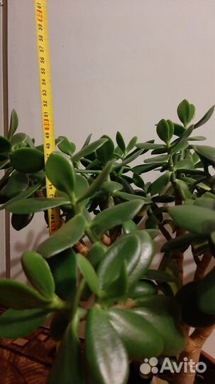 Цветок денежное дерево