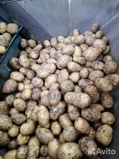 Картофель оптом