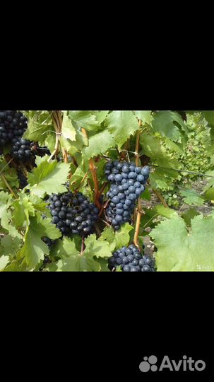 Виноград