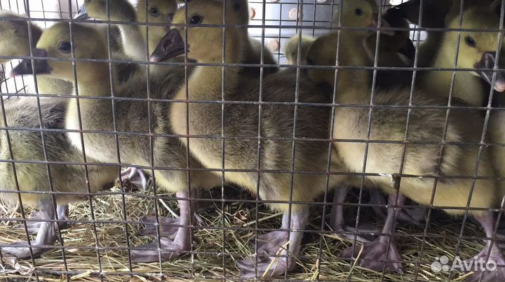 Продажа суточной и подрощенной птицы