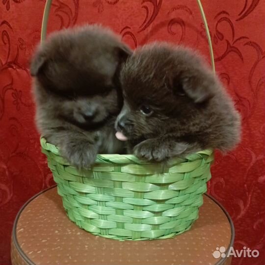 Щенки шпица