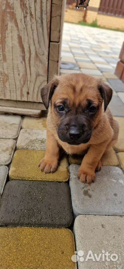 Щенки лабрадора бесплатно