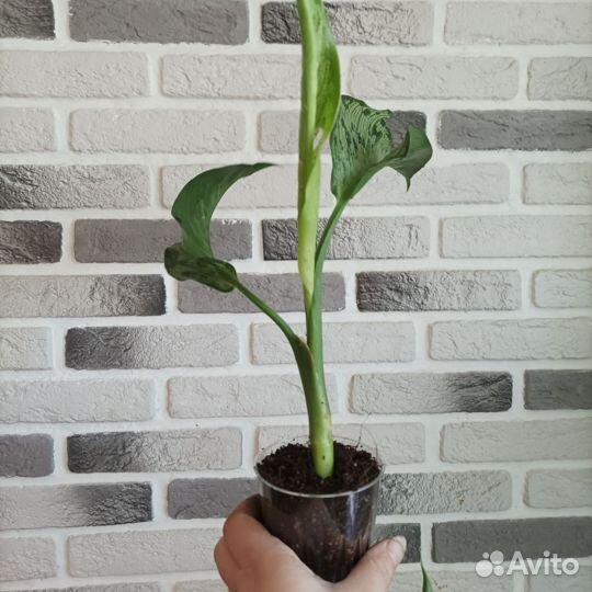 Диффенбахия Memoria Corsii (Мемори Корси)