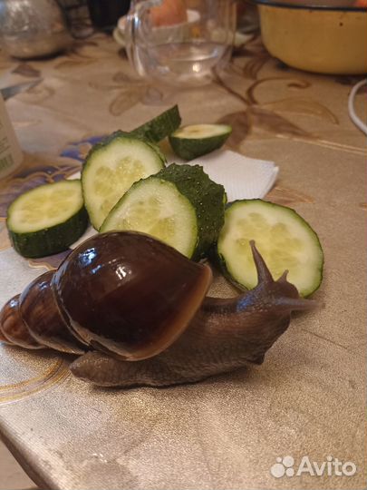 Улитки ахатины