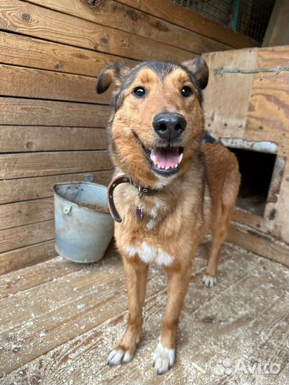 Собаке очень нужно в семью