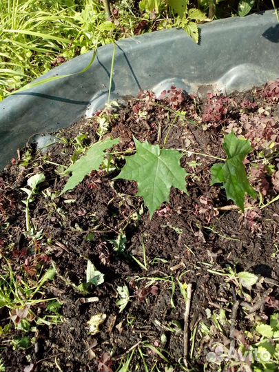 Клёны русские пятипалые