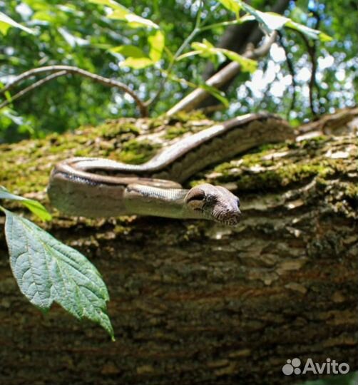Змеи для фотосессии
