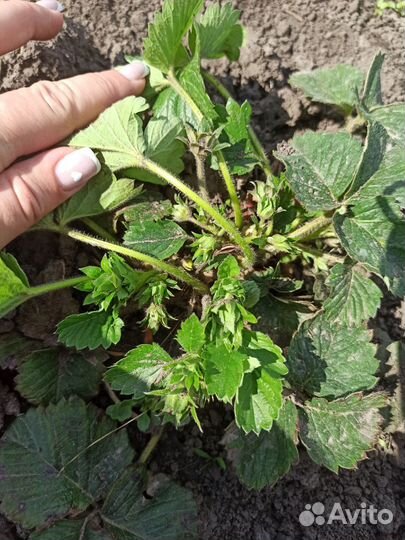 Земклуника Купчиха (саженцы)