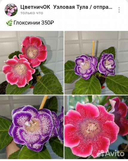 Глоксиния цветущая