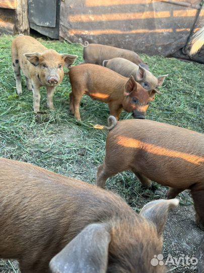 Поросята