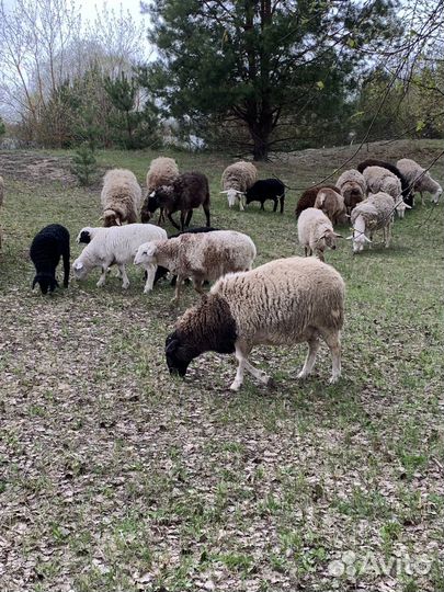 Ягнята ярки бараны