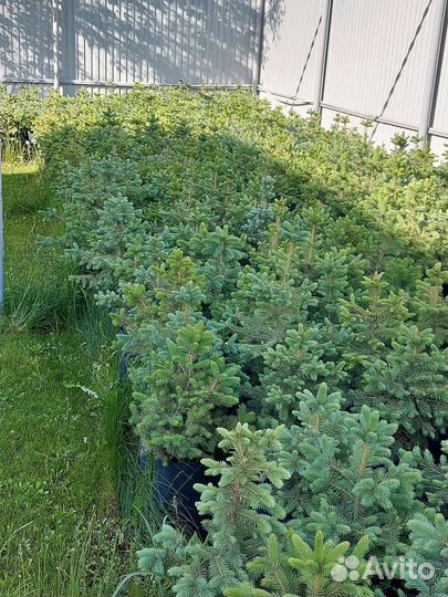 Ель голубая колючая Glauca Misty Blue