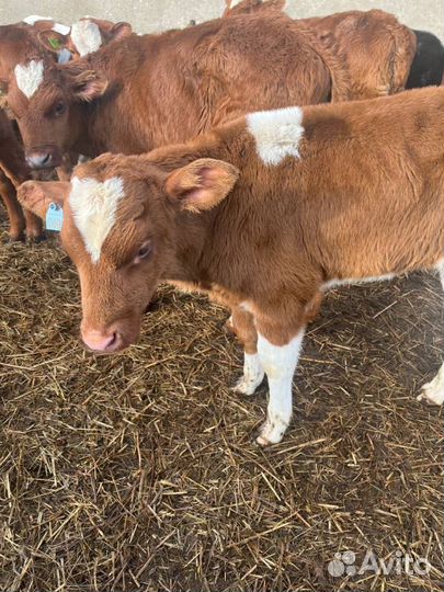 Отменные телята бычки с доставкой на транспорте